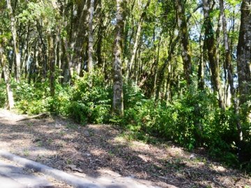 Terreno - Venda - Floresta - Gramado - RS