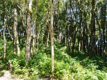 Terreno - Venda - Floresta - Gramado - RS